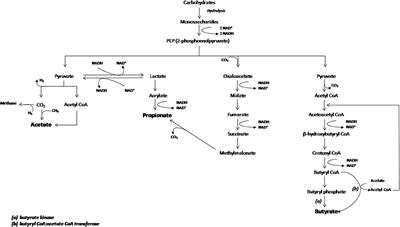 Short Chain Fatty Acids (SCFAs)-Mediated Gut Epithelial and Immune Regulation and Its Relevance for Inflammatory Bowel Diseases